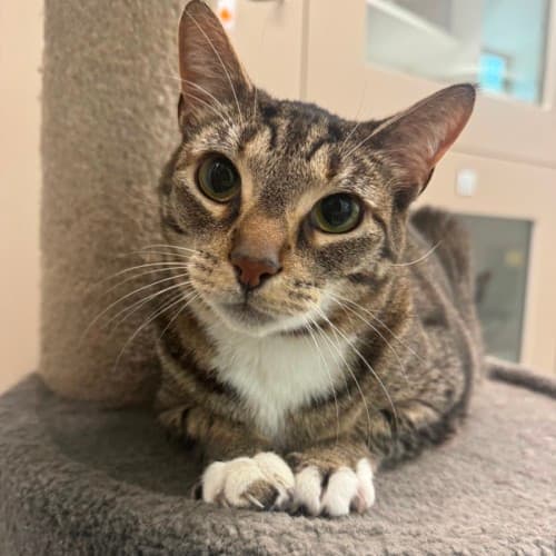 Zuko - Domestic Shorthair cat available for adoption at Save-A-Dog Scheme in Melbourne