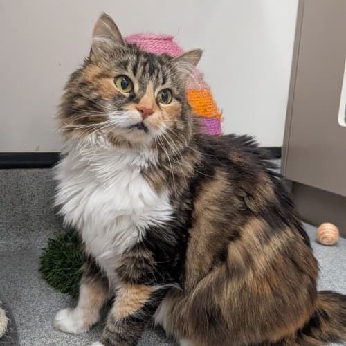 Tangelo - Domestic Medium Hair cat available for adoption at Save-A-Dog Scheme in Melbourne