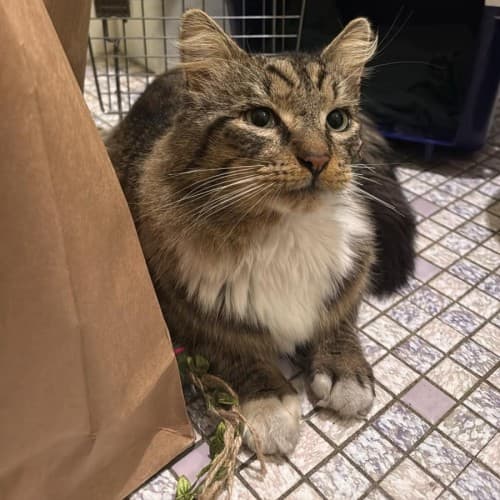 Thomas - Domestic Shorthair available for adoption in Wollongong