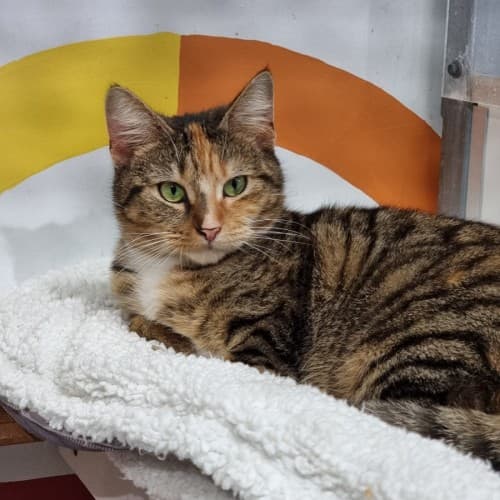 Mocha - Domestic Shorthair cat available for adoption at Ballarat Animal Shelter in Ballarat