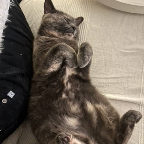 Bliss - Domestic Shorthair cat available for adoption at Save-A-Dog Scheme in Melbourne