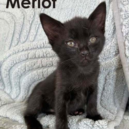 Merlot - Domestic Shorthair available for adoption in Sydney