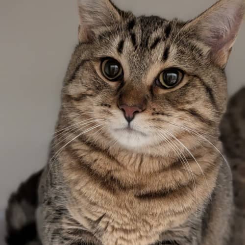 Nightshade - Domestic Shorthair cat available for adoption at Save-A-Dog Scheme in Melbourne