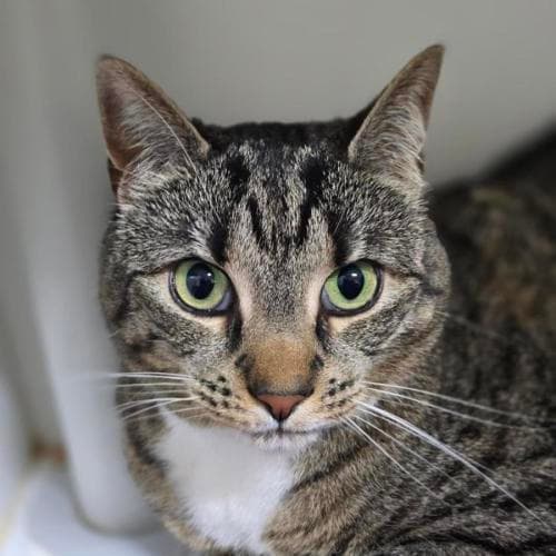 Pepper - Domestic Shorthair cat available for adoption at Mornington Peninsula Shire Community Animal Shelter in Melbourne