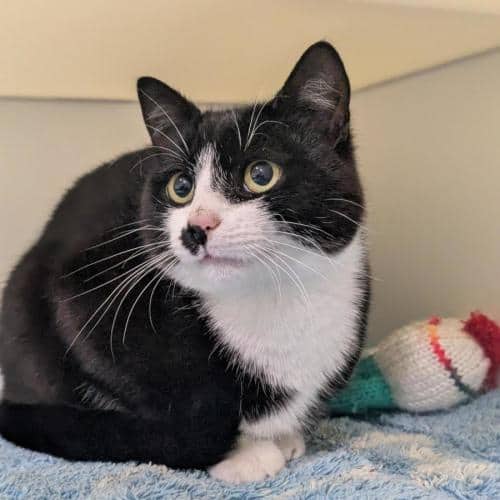 Diego - Domestic Shorthair cat available for adoption at Mornington Peninsula Shire Community Animal Shelter in Melbourne