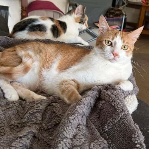 Simba - Domestic Shorthair cat available for adoption at Brighter Future Cat Rescue in Sydney