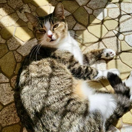 Vera - Domestic Shorthair cat available for adoption at Brighter Future Cat Rescue in Sydney