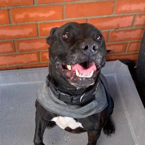 Charlie - Mixed Breed available for adoption in Ballarat