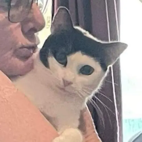 Candice - Domestic Shorthair available for adoption in Nsw