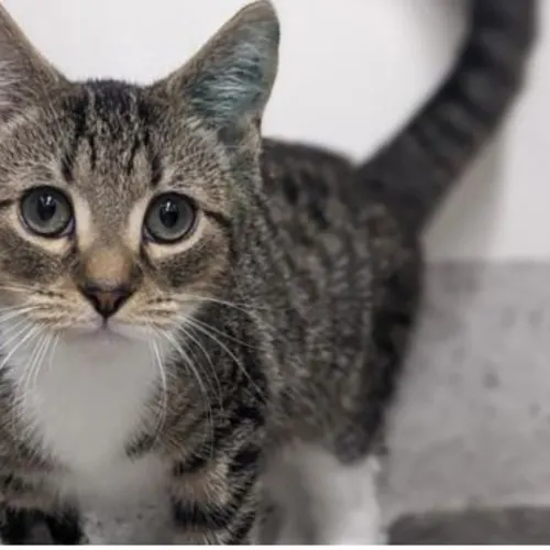 Kuta - Domestic Medium Hair cat available for adoption at The Lost Dogs' Home in Melbourne