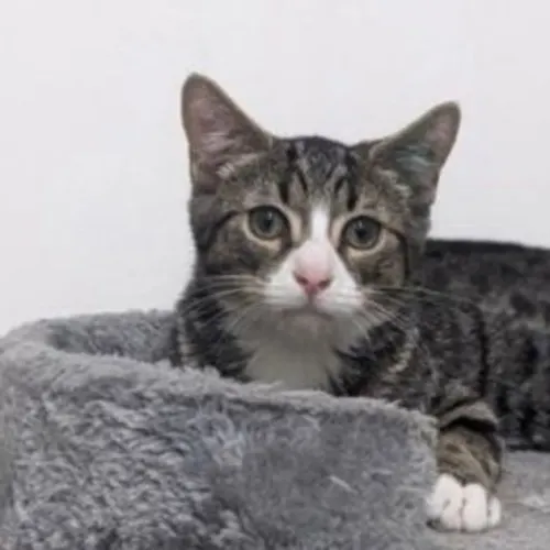 Jabba Jabba - Domestic Medium Hair cat available for adoption at The Lost Dogs' Home in Melbourne