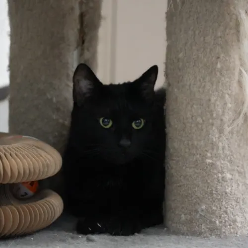 Mancy - Domestic Shorthair cat available for adoption at Save-A-Dog Scheme in Melbourne