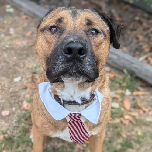 Tarz - Mixed Breed available for adoption in Melbourne