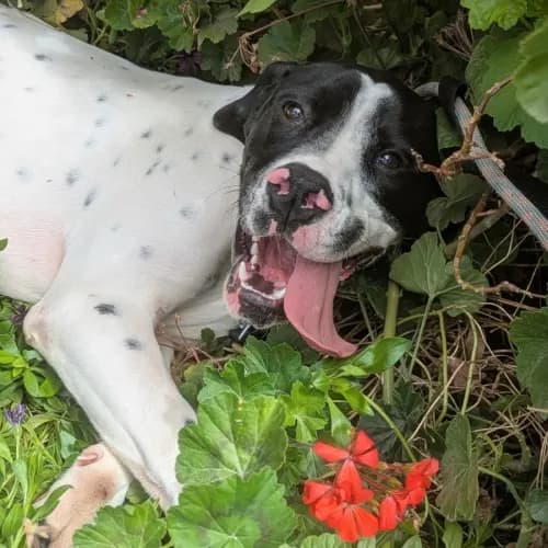 Elmo - Mixed Breed available for adoption in Melbourne