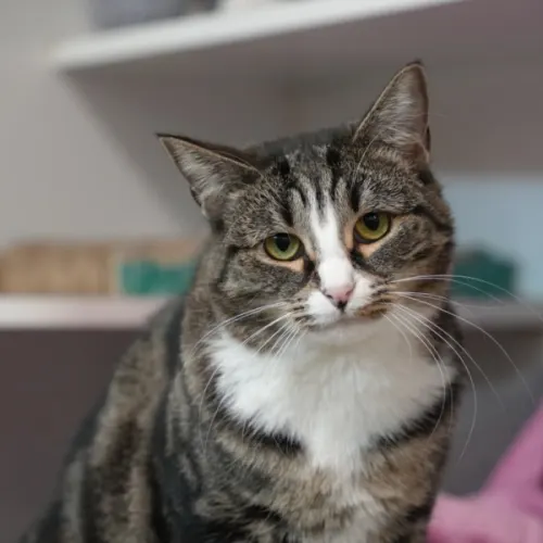Clemence - Domestic Shorthair cat available for adoption at Save-A-Dog Scheme in Melbourne