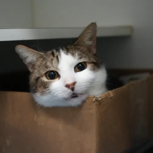 Colton - Domestic Shorthair cat available for adoption at Save-A-Dog Scheme in Melbourne