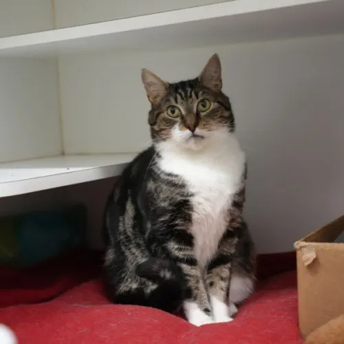 Jetson - Domestic Shorthair cat available for adoption at Save-A-Dog Scheme in Melbourne