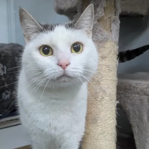 Pickle - Domestic Shorthair cat available for adoption at Save-A-Dog Scheme in Melbourne