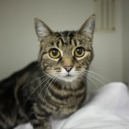 Lilo - Domestic Shorthair cat available for adoption at Save-A-Dog Scheme in Melbourne