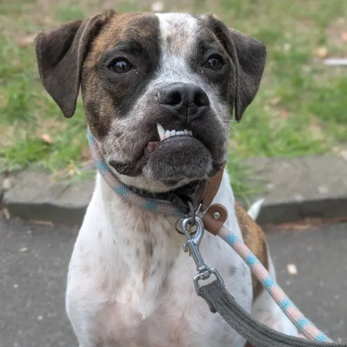 Stevie - Mixed Breed available for adoption in Melbourne
