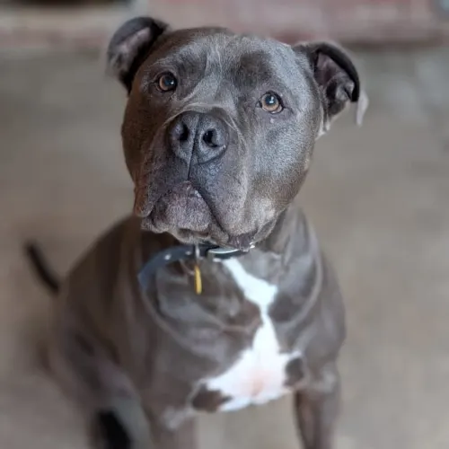 Zeus - Mixed Breed available for adoption in Melbourne