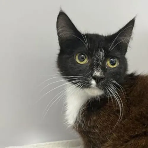 Lip - Domestic Shorthair cat available for adoption at The Lost Dogs' Home in Melbourne