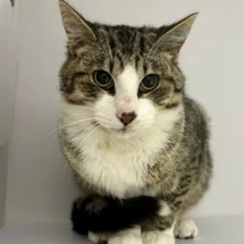Parsley - Domestic Shorthair cat available for adoption at The Lost Dogs' Home in Melbourne