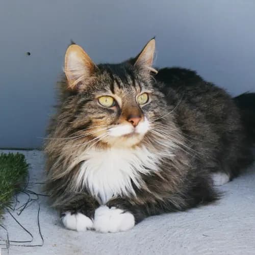 Milo - Domestic Medium Hair cat available for adoption at Cat Protection Society of Victoria in Melbourne