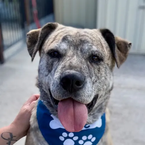 Heff - Staffordshire Bull Terrier Cross available for adoption in Newcastle