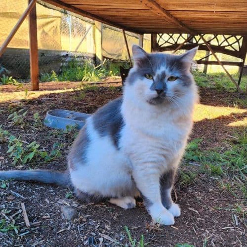 Bolt - Domestic Shorthair cat available for adoption in Sydney