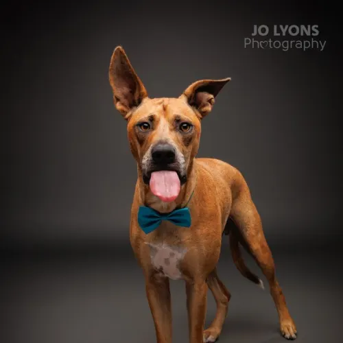 Casey - Mixed Breed available for adoption in Newcastle