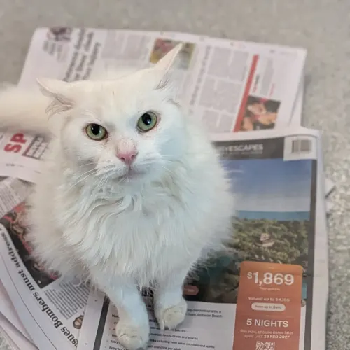 Billion - Domestic Medium Hair cat available for adoption at Save-A-Dog Scheme in Melbourne