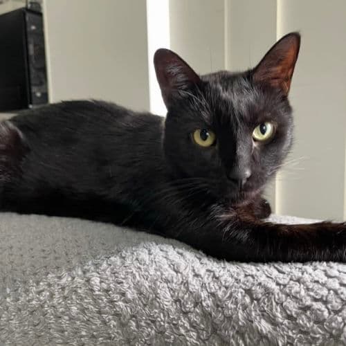 Ronan - Domestic Shorthair cat available for adoption at Brighter Future Cat Rescue in Sydney