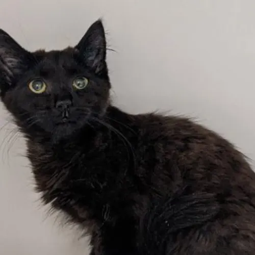 Buddy - Domestic Medium Hair cat available for adoption at The Lost Dogs' Home in Melbourne