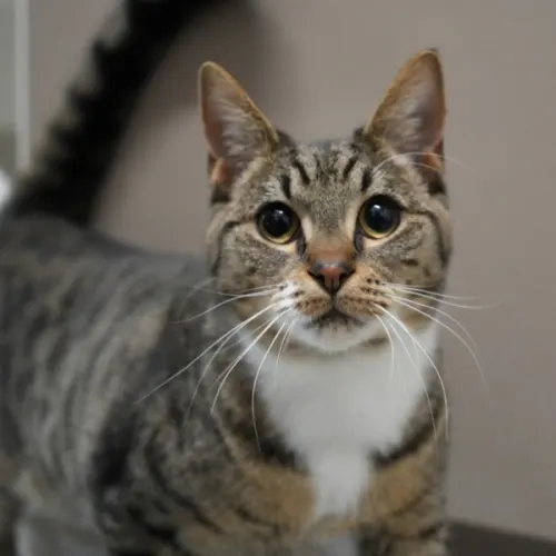Jerónimo - Domestic Shorthair cat available for adoption at Save-A-Dog Scheme in Melbourne