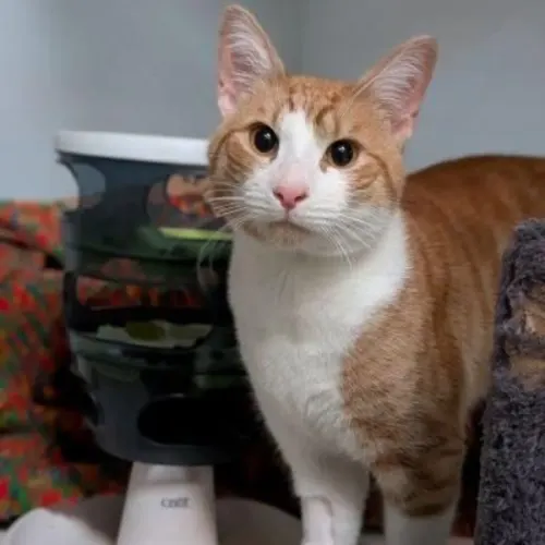 Cornelius - Domestic Shorthair cat available for adoption at Save-A-Dog Scheme in Melbourne