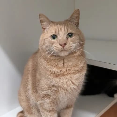 Rocket Man - Domestic Shorthair cat available for adoption at Save-A-Dog Scheme in Melbourne