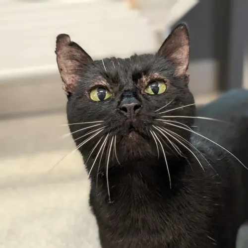 Webster - Domestic Shorthair cat available for adoption at Save-A-Dog Scheme in Melbourne