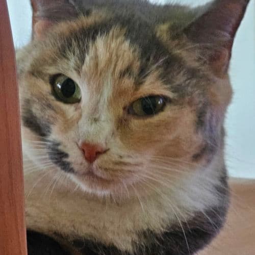 Charlie - Domestic Shorthair cat available for adoption at Brighter Future Cat Rescue in Sydney