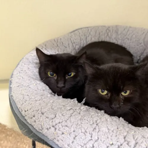 Sylvie - Domestic Shorthair cat available for adoption at Mornington Peninsula Shire Community Animal Shelter in Melbourne