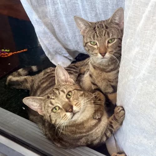 Anne & Charlotte - Domestic Shorthair cat available for adoption at Cat Protection Society of Victoria in Melbourne