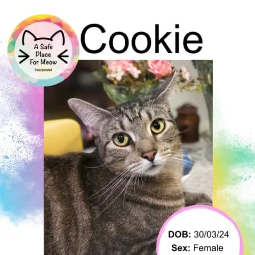 Cookie - Domestic Shorthair cat available for adoption at A Safe Place for Meow in Darwin