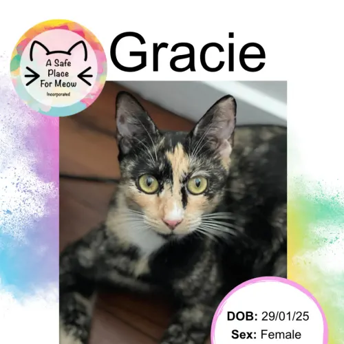Gracie - Domestic Shorthair available for adoption in Darwin