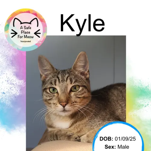 Kyle - Domestic Shorthair cat available for adoption at A Safe Place for Meow in Darwin
