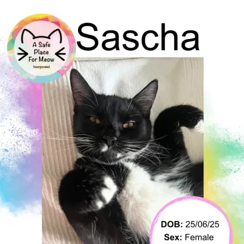 Sascha - Domestic Shorthair cat available for adoption at A Safe Place for Meow in Darwin