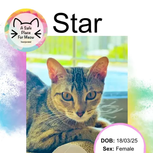 Star - Domestic Shorthair cat available for adoption at A Safe Place for Meow in Darwin