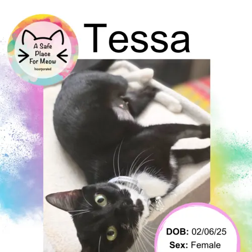 Tessa - Domestic Shorthair cat available for adoption at A Safe Place for Meow in Darwin