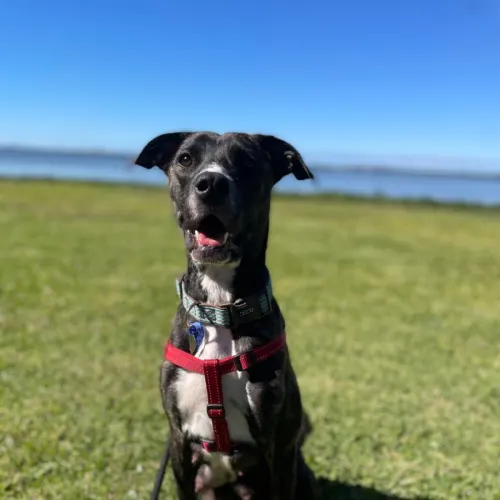 Delilah - Staffordshire Bull Terrier Cross available for adoption in Newcastle