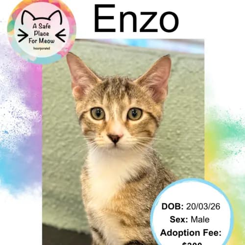 Enzo - Domestic Shorthair cat available for adoption at A Safe Place for Meow in Darwin