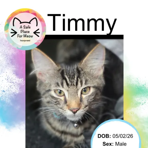 Timmy - Domestic Shorthair available for adoption in Darwin